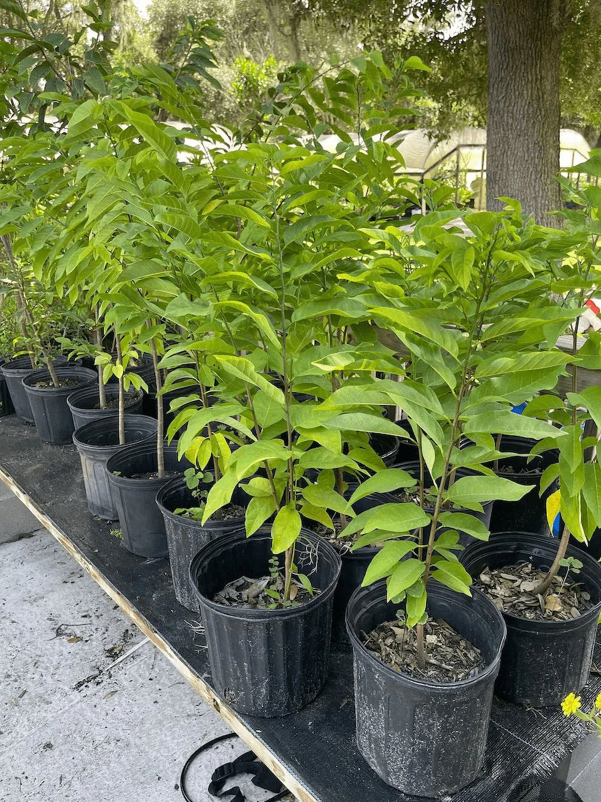 Sugar apple TREE GRAFTED. Ships free to all states in 3 gallons pot