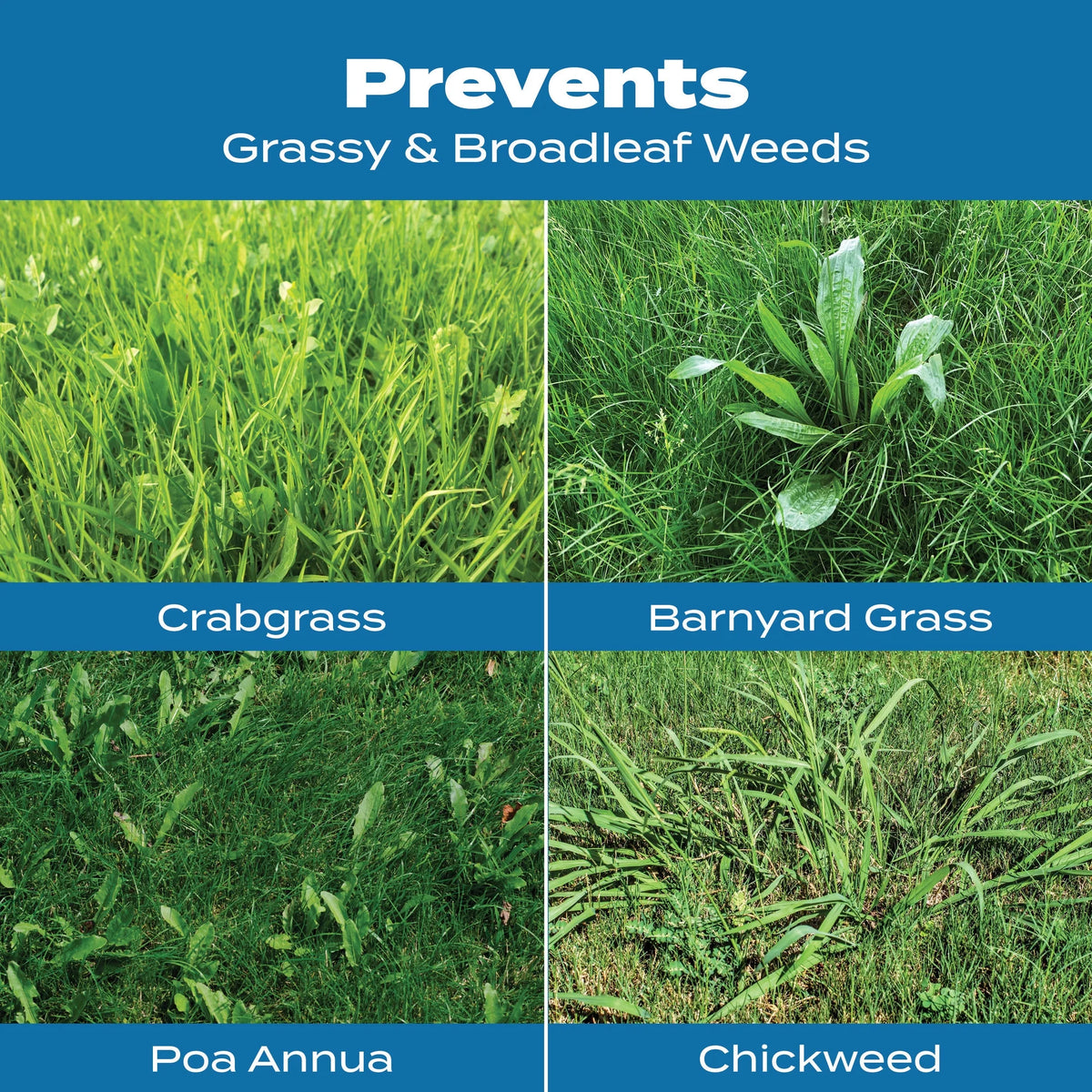 Scotts Turf Builder Halts Crabgrass Preventer with Lawn Food, 40.05 lb.