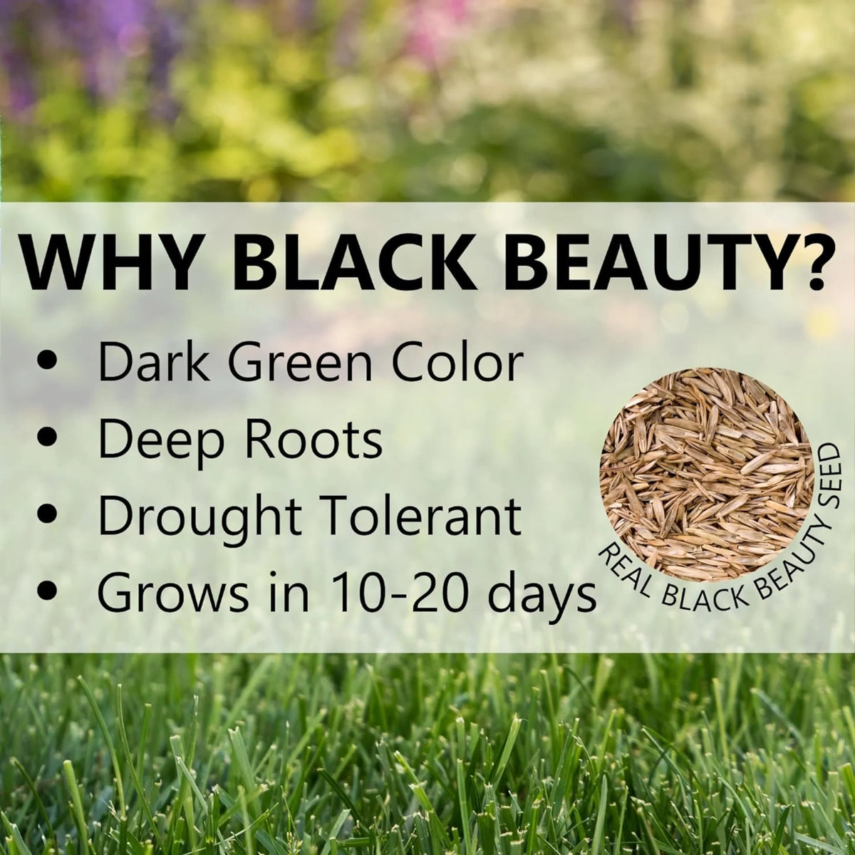 Jonathan Green Black Beauty Delmarva Mix Grass Seed, 50lb