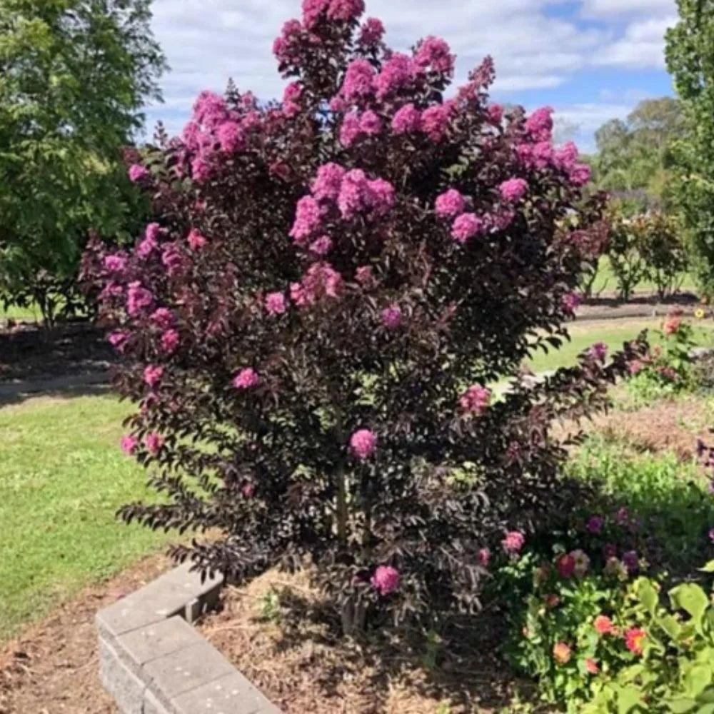Black Diamond Blooms 3-4 ft. tall Lavender Lace Crape Myrtle Live Tree in 7-Gallon Grower Pot
