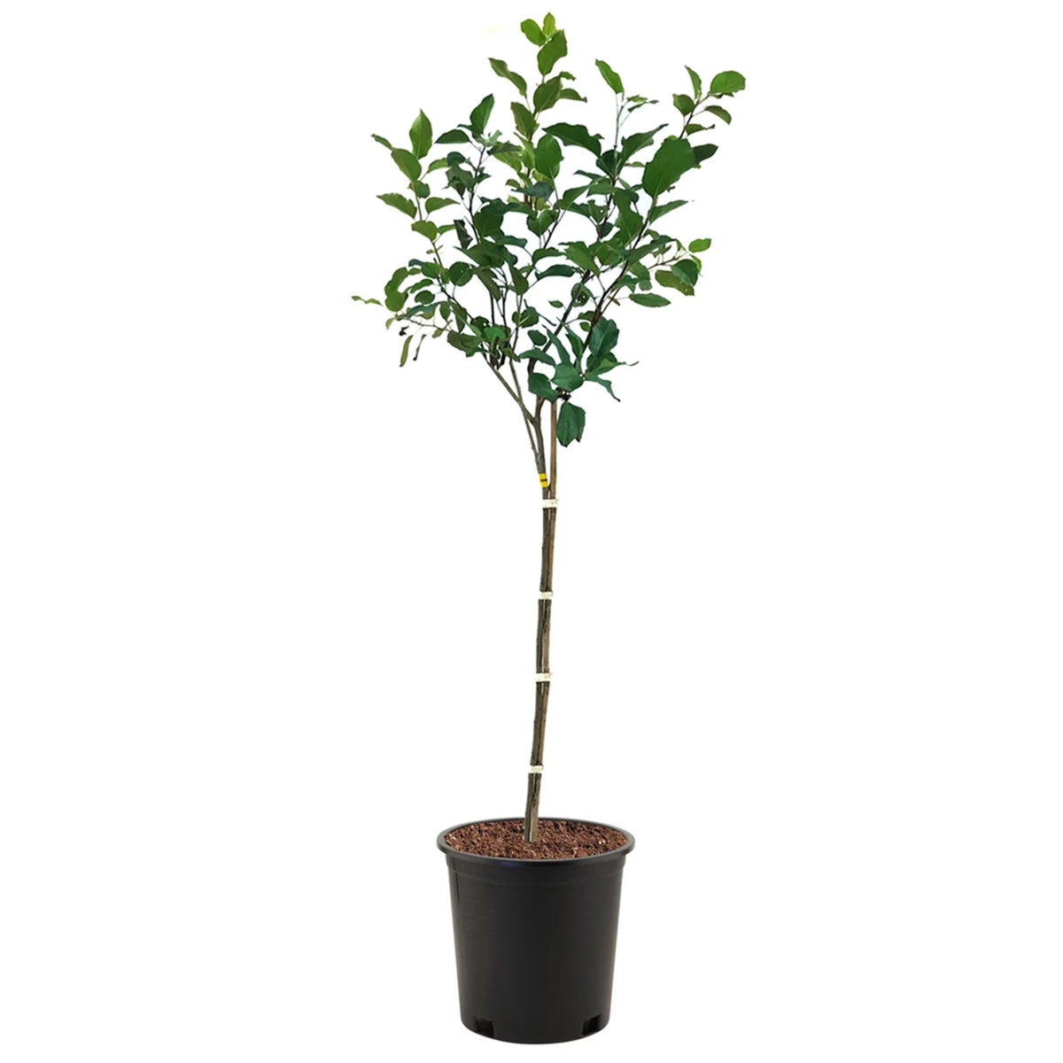 Expert Gardener 3-4 ft. tall Golden Dorsett Apple Live Tree in 7-Gallon Grower Pot
