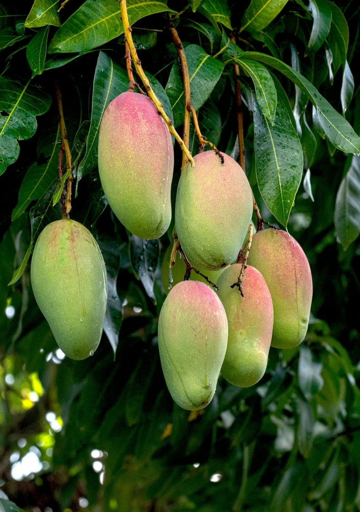 Valencia pride MANGO TREE GRAFTED (2-4 Feet Tall). ship to all states
