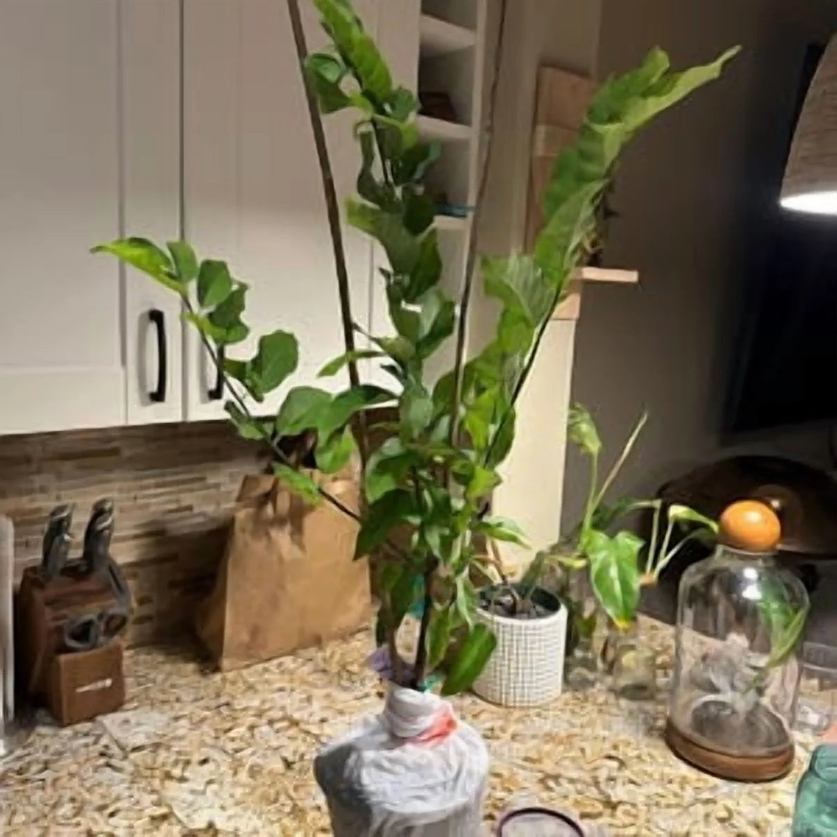 Sugar apple TREE GRAFTED. Ships free to all states in 3 gallons pot