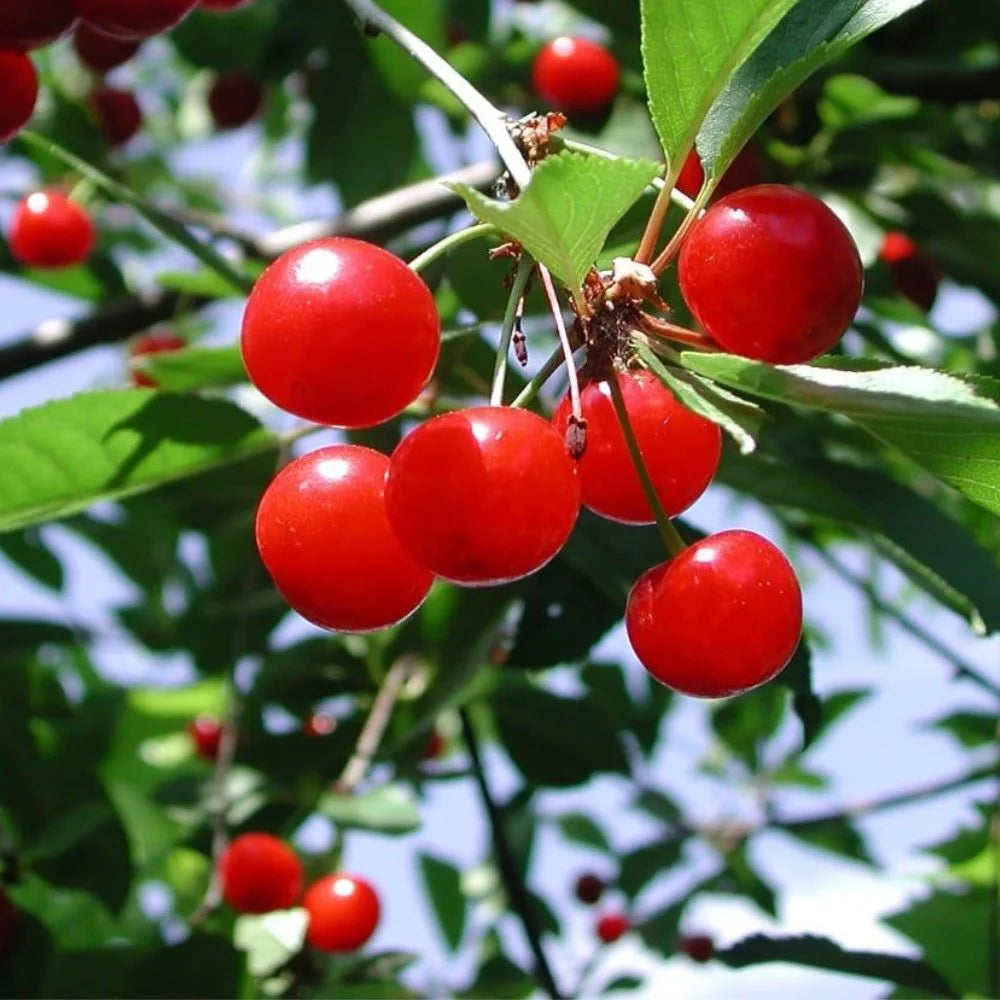 Expert Gardener 3-4 ft. tall North Star Fruiting Cherry Live Tree in 7-Gallon Grower Pot
