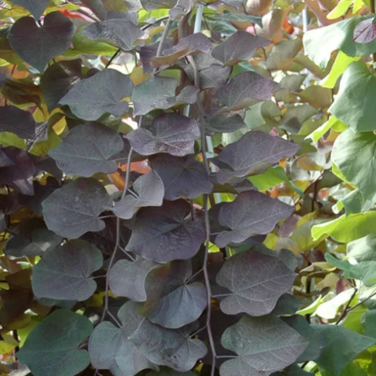 Expert Gardener 3-4 ft. tall Weeping Ruby Falls Redbud Live Tree in 7-Gallon Grower Pot