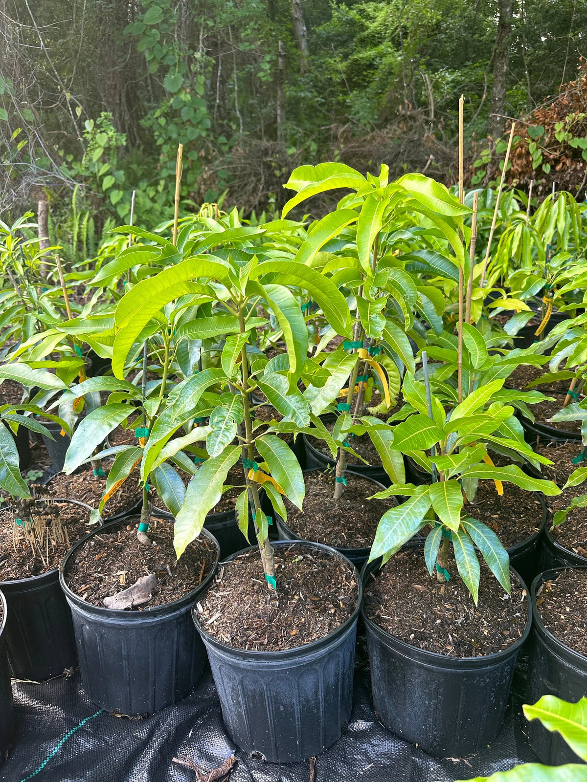 Alphonso Mango GRAFTED tree (2-5 Feet Tall). ship to all states