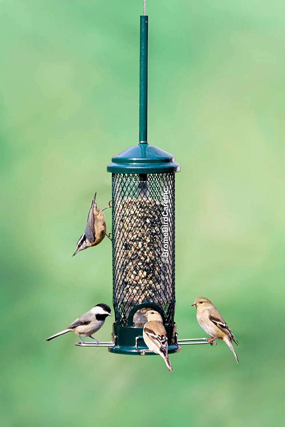 Brome Squirrel Buster Mini Bird Feeder, Squirrel Proof