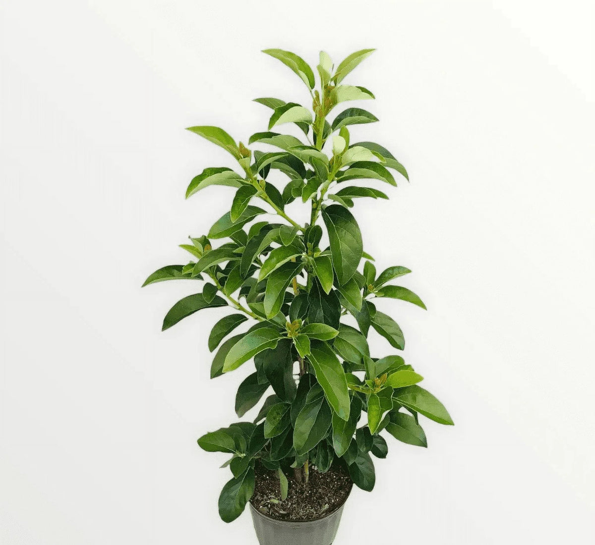 Super hass Avocado Tree Live Avocado Tree GRAFTED 2-4 ft tall. We ship to all states