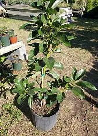 Super hass Avocado Tree Live Avocado Tree GRAFTED 2-4 ft tall. We ship to all states