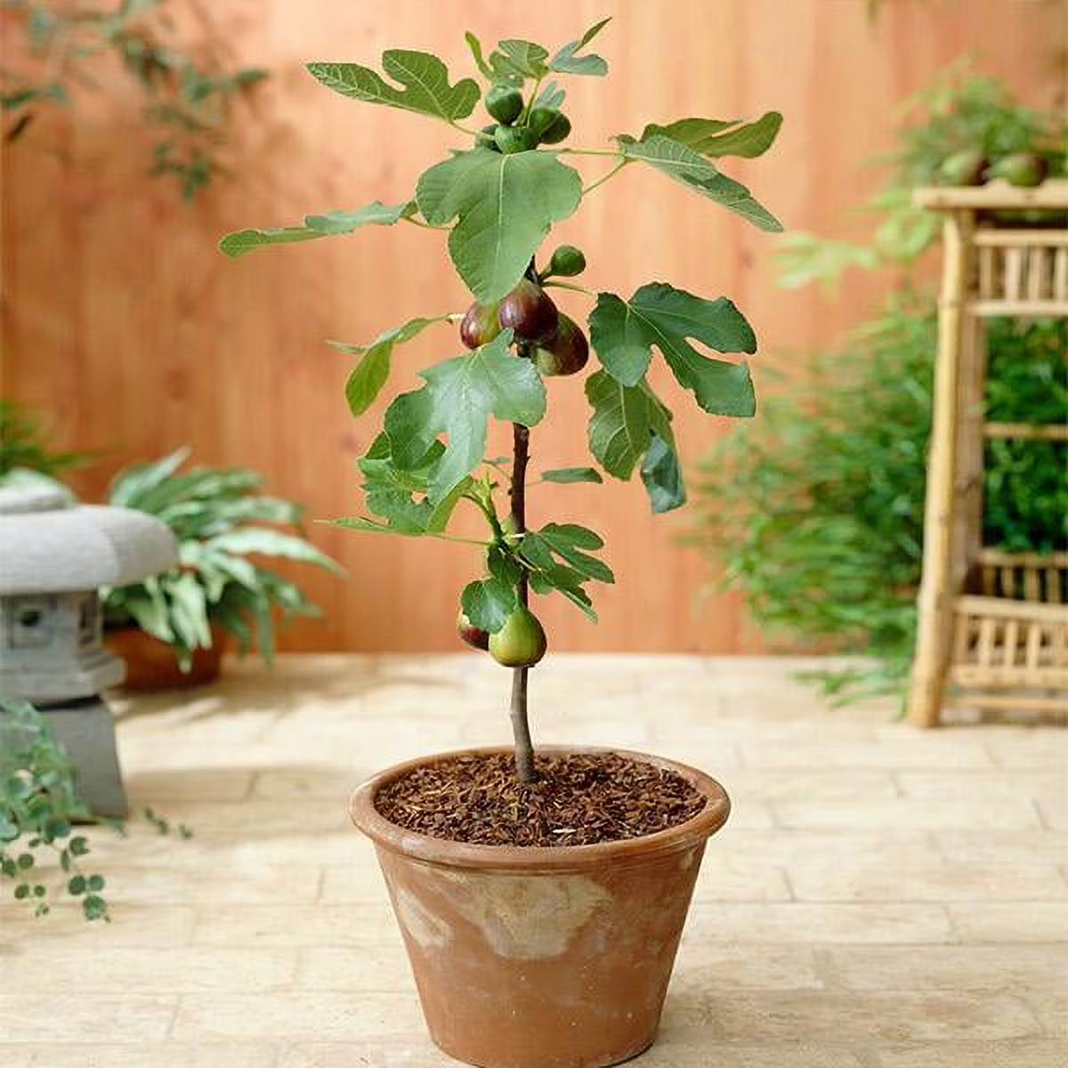 Brighter Blooms - Little Miss Figgy Tree, 3 gal. - No Shipping To AZ,OR
