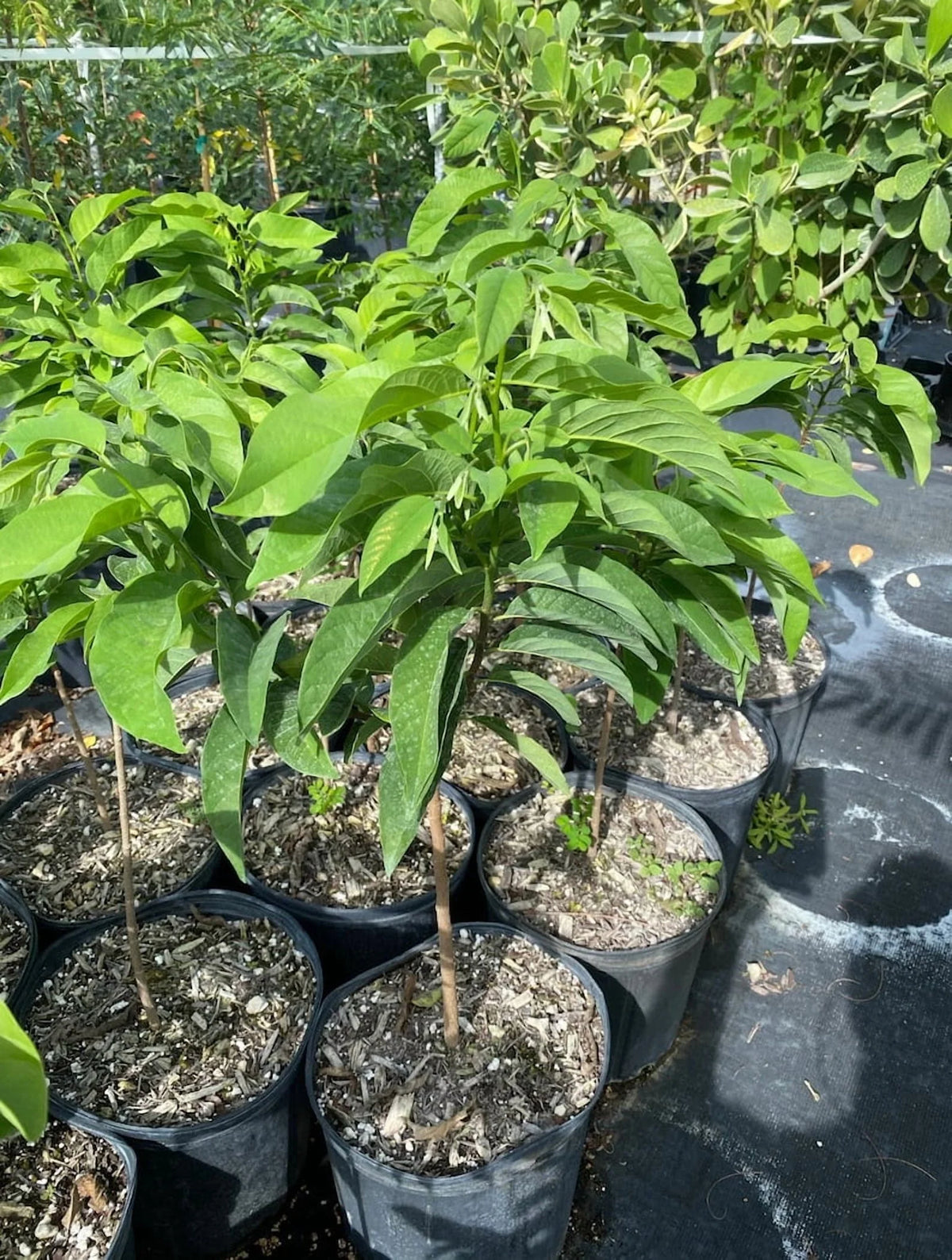 Sugar apple TREE GRAFTED. Ships free to all states in 3 gallons pot