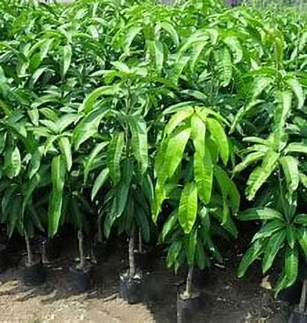 Jakarta MANGO TREE GRAFTED (2-4 Feet Tall). Ship to all states