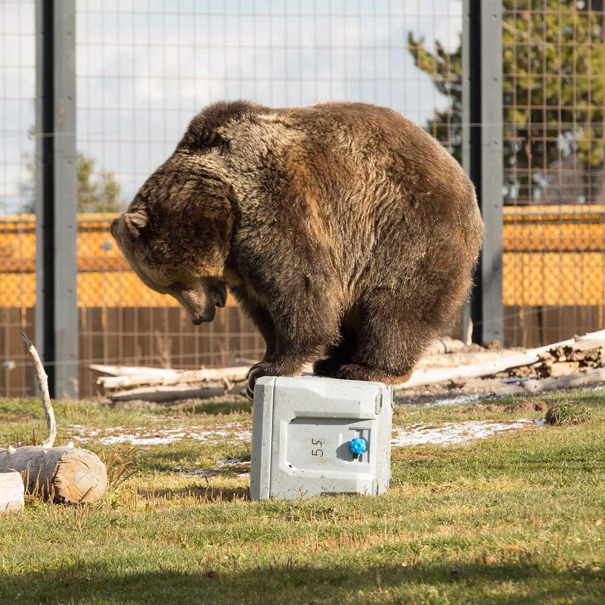 Lifetime 55 qt Bear-Resistant Camping Cooler, Premium High Performance, Ice Retention, Hard Cooler, 60 Can Capacity, Light Gray (90949)