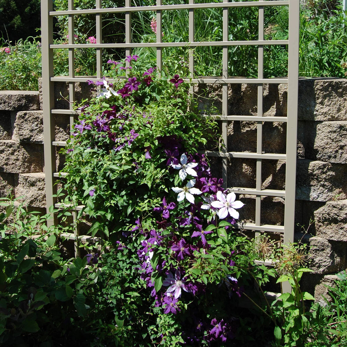 Dura-Trel Winchester 57 by 95 Inch Outdoor Garden Patio Trellis, Mocha