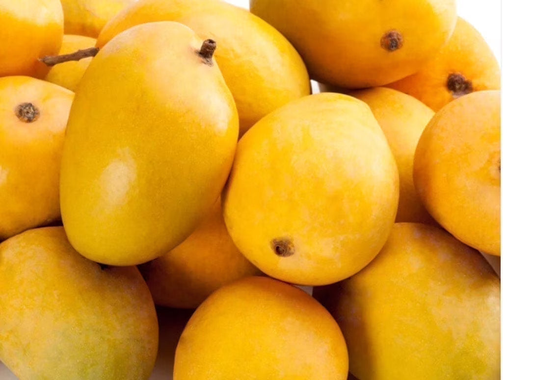Alphonso Mango GRAFTED tree (2-5 Feet Tall). ship to all states