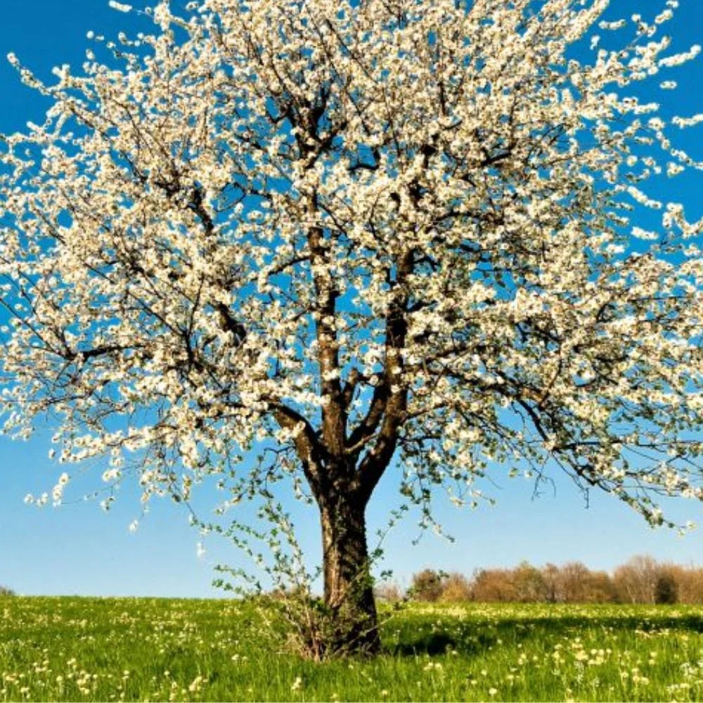 Expert Gardener 3-4 ft. tall North Star Fruiting Cherry Live Tree in 7-Gallon Grower Pot
