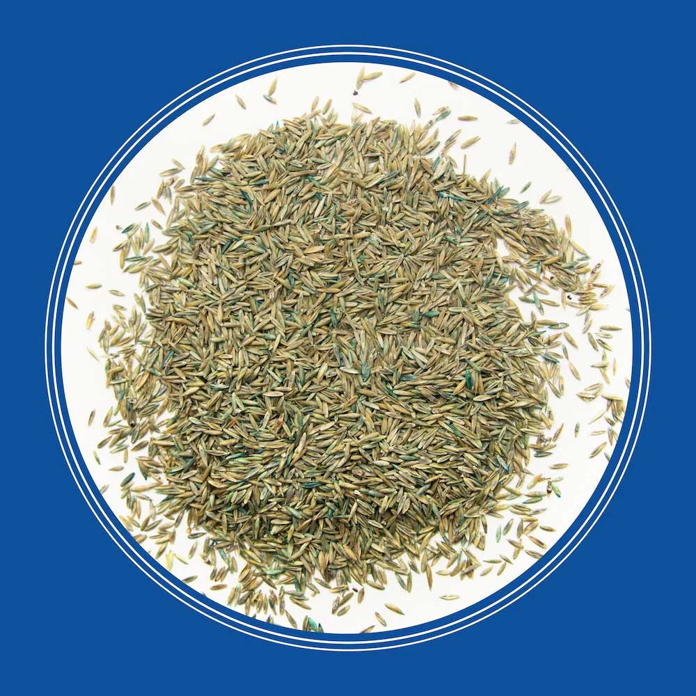 Pennington Smart Seed Pro Tall Fescue & Bluegrass Mix Grass Seed, 50lb