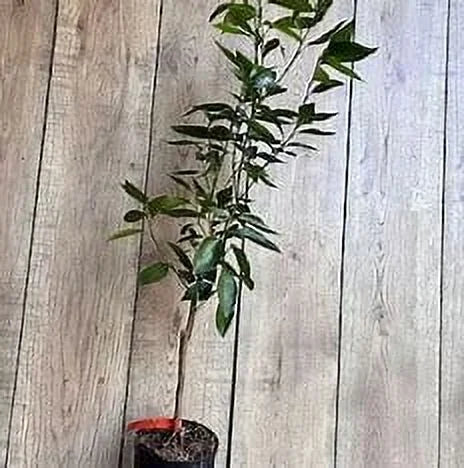 Myers Lemon . Grafted 2-4 Ft Tall. we ship to ALL STATES