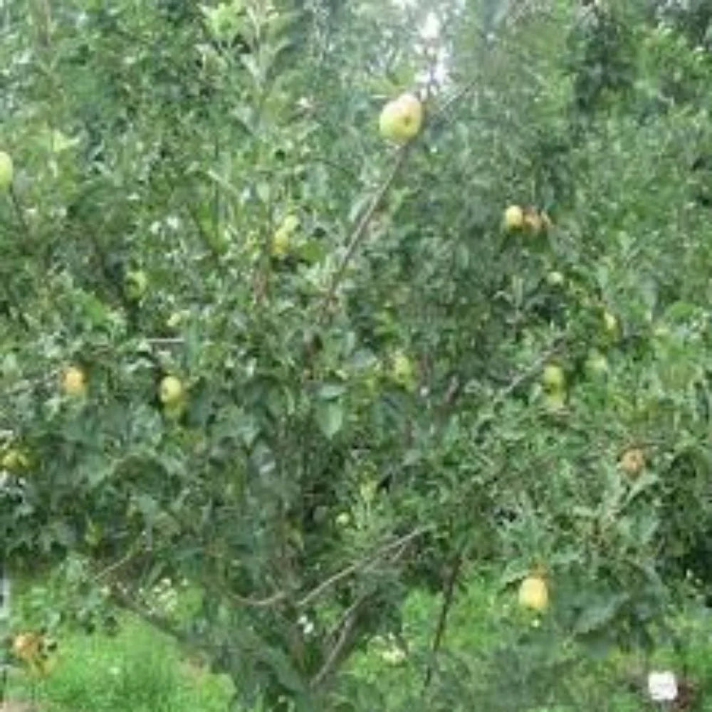 Expert Gardener 3-4 ft. tall Golden Dorsett Apple Live Tree in 7-Gallon Grower Pot