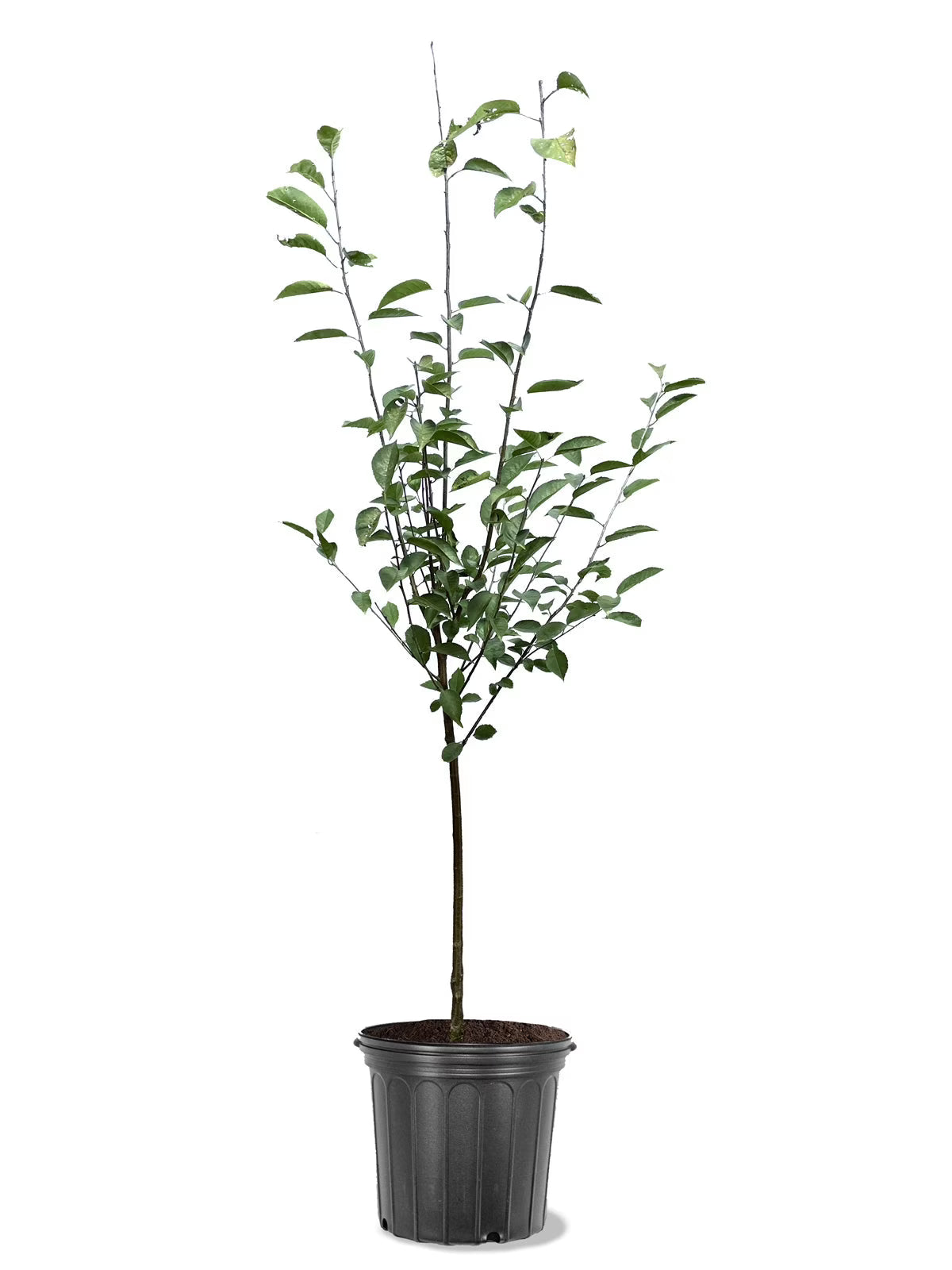 Expert Gardener 3-4 ft. tall North Star Fruiting Cherry Live Tree in 7-Gallon Grower Pot