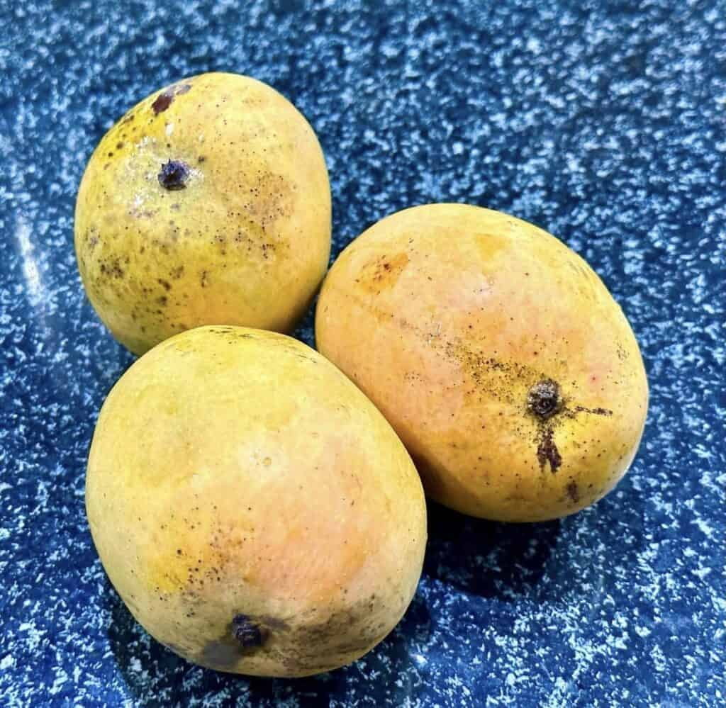 Alphonso Mango GRAFTED tree (2-5 Feet Tall). ship to all states