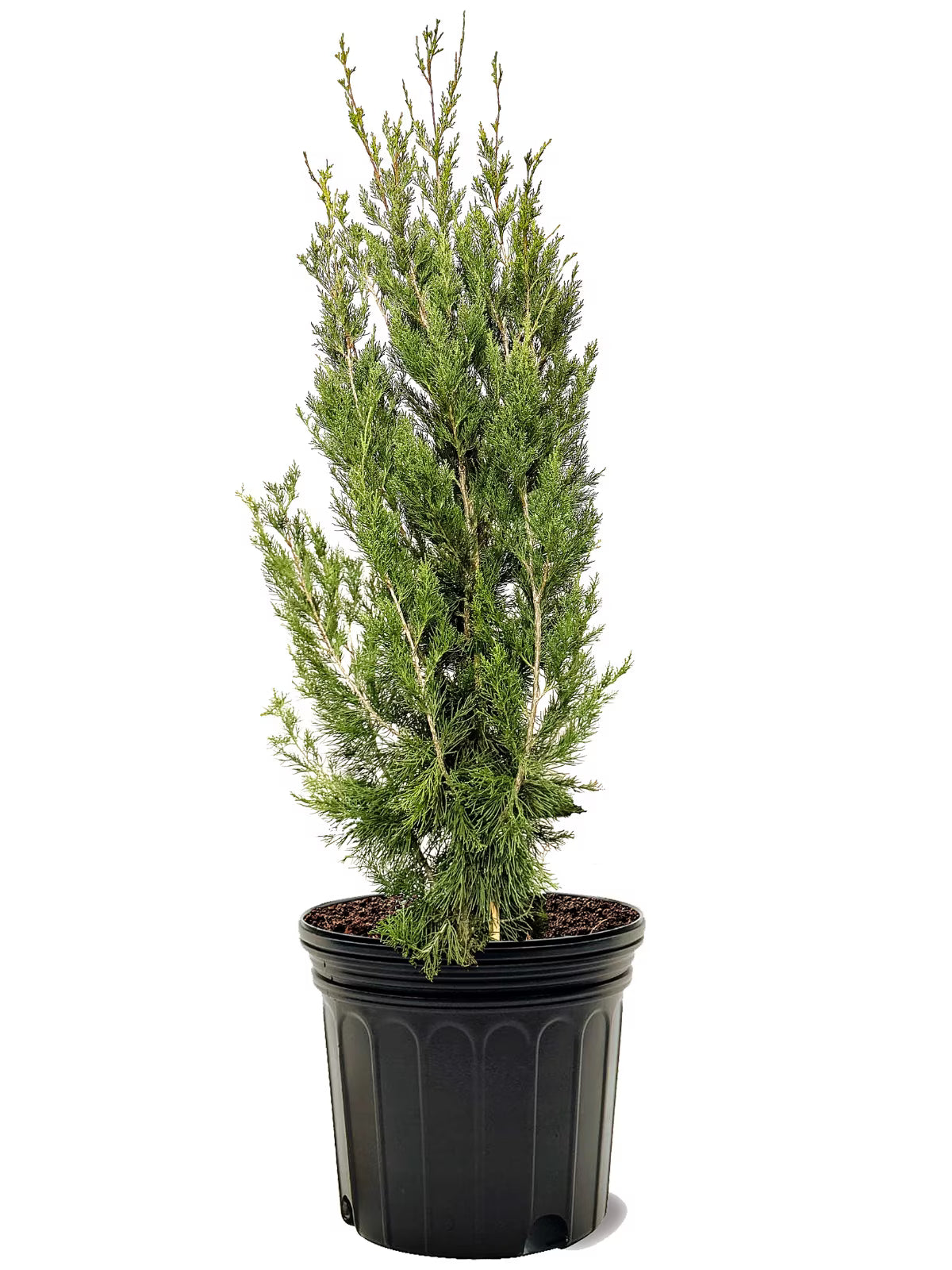 Expert Gardener 3-4 ft. tall Carolina Sapphire Cypress Live Tree in 7-Gallon Grower Pot