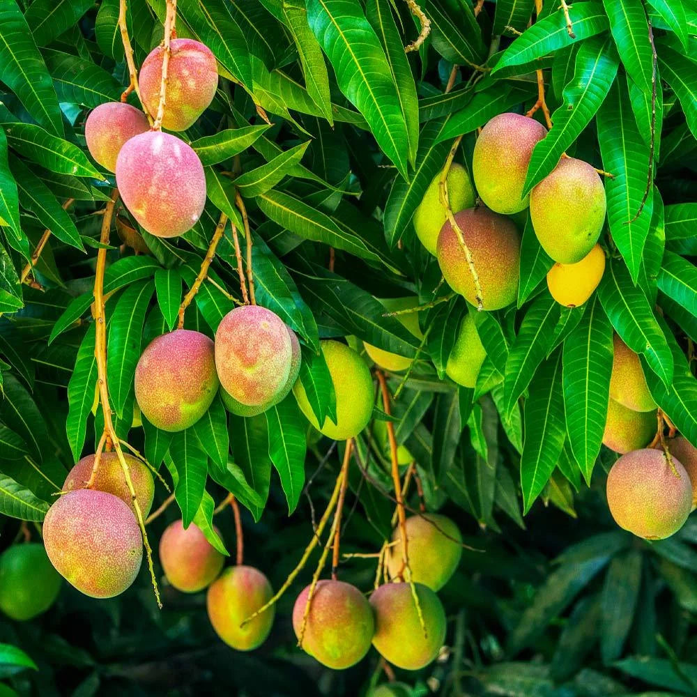 Alphonso Mango GRAFTED tree (2-5 Feet Tall). ship to all states