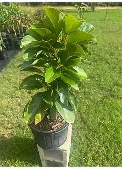 Super hass Avocado Tree Live Avocado Tree GRAFTED 2-4 ft tall. We ship to all states