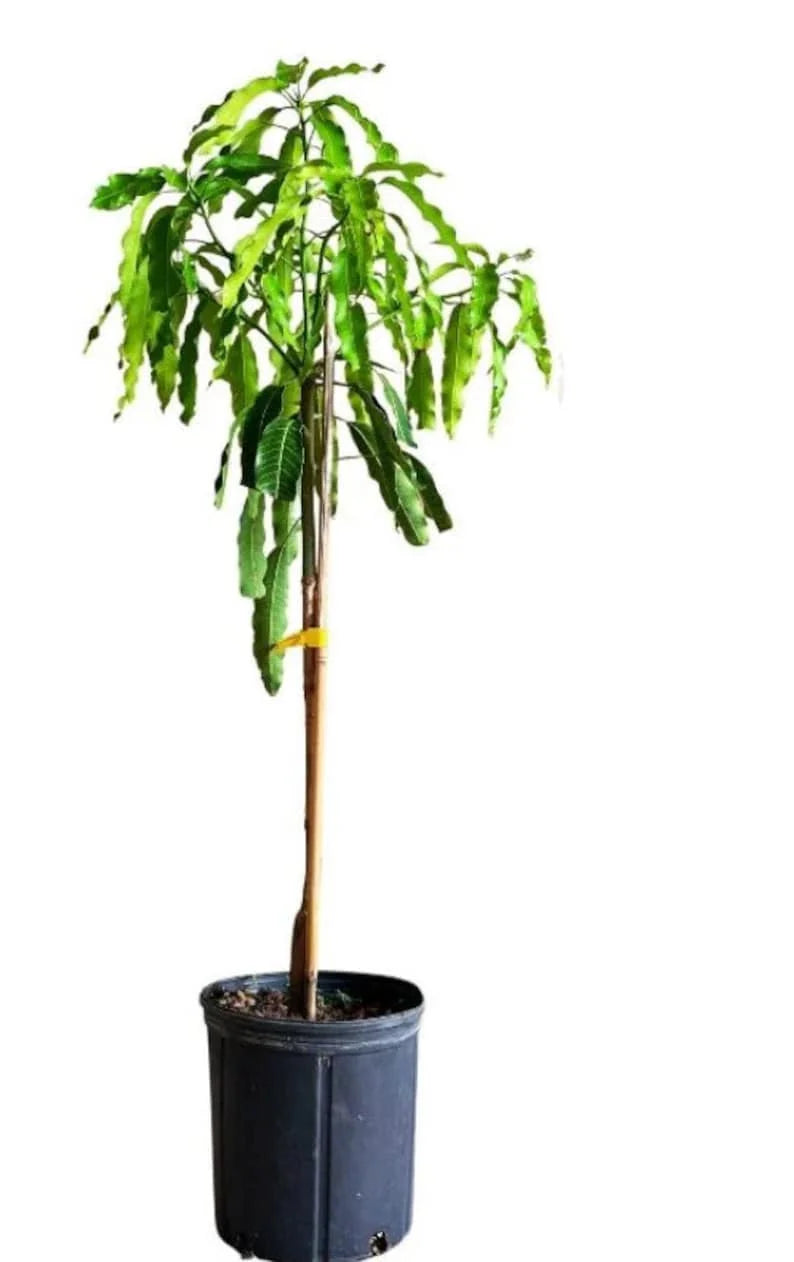Julie Dwarf (Juliette) mango tree Grafted. Ship To all states