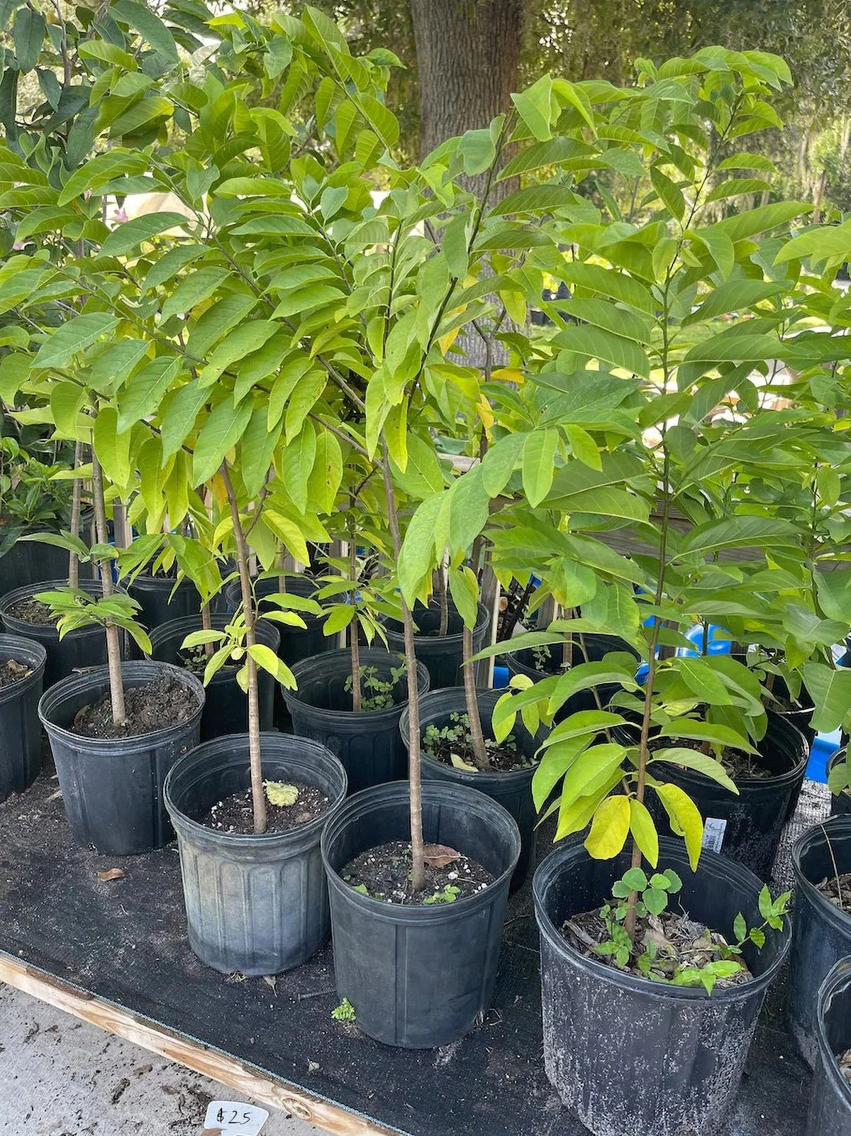 Atemoya TREE GRAFTED . Ships free to all states in 3 gallons pot, 1-2 years to fruit.