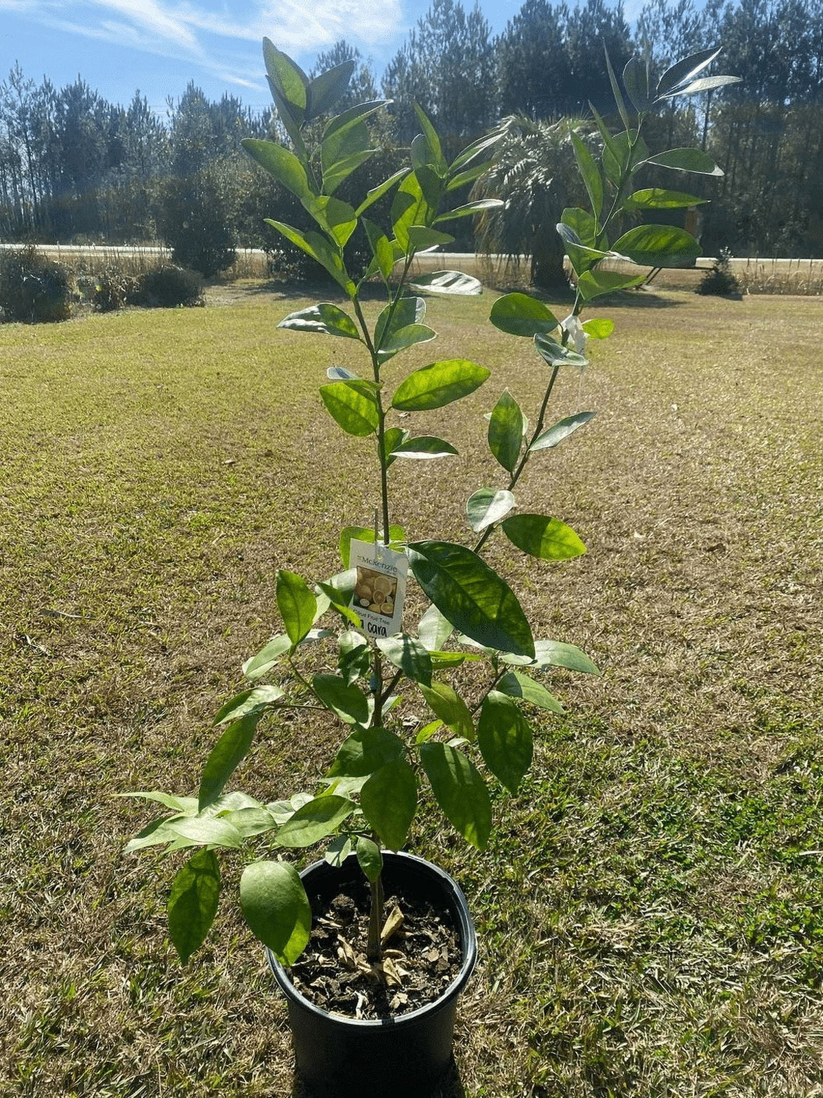 Myers Lemon . Grafted 2-4 Ft Tall. we ship to ALL STATES