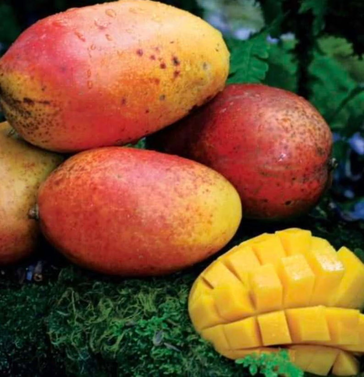 Kent Fast Growing mango tree GRAFTED 2-4 Ft Tall. Ship To all states.