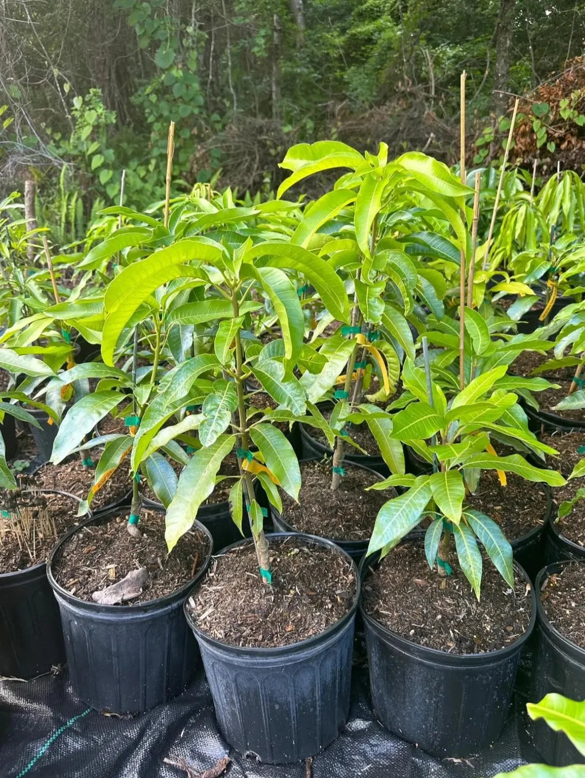 Kent Fast Growing mango tree GRAFTED 2-4 Ft Tall. Ship To all states.