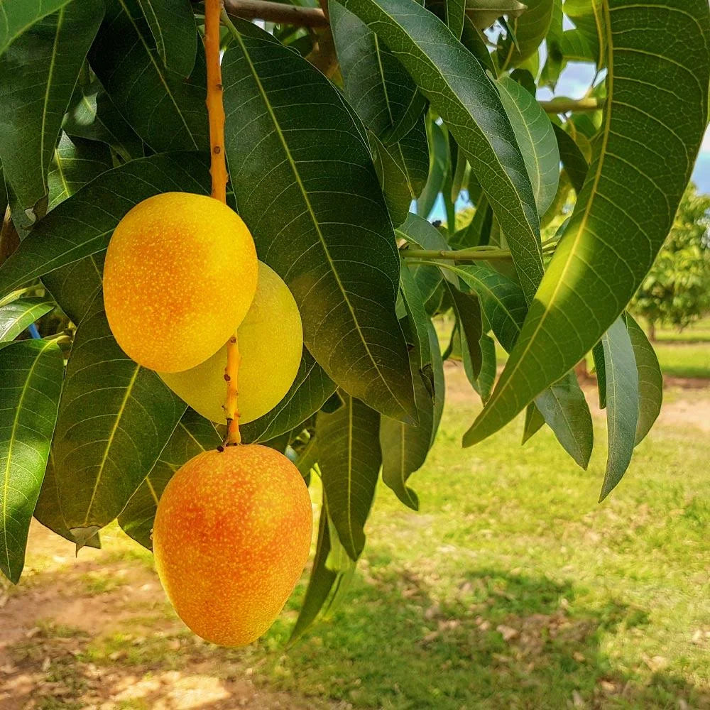 Alphonso Mango GRAFTED tree (2-5 Feet Tall). ship to all states