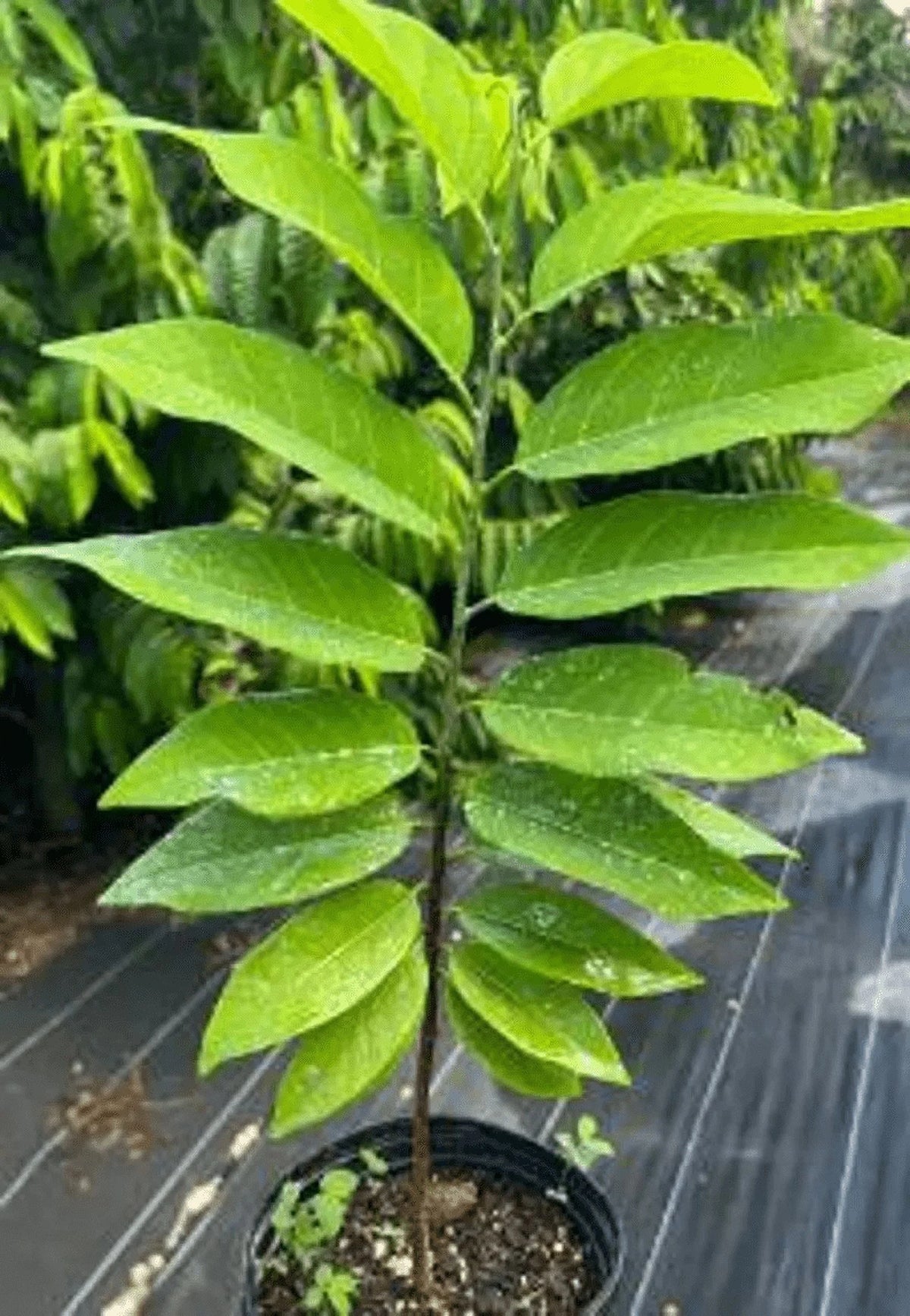 Atemoya TREE GRAFTED . Ships free to all states in 3 gallons pot, 1-2 years to fruit.