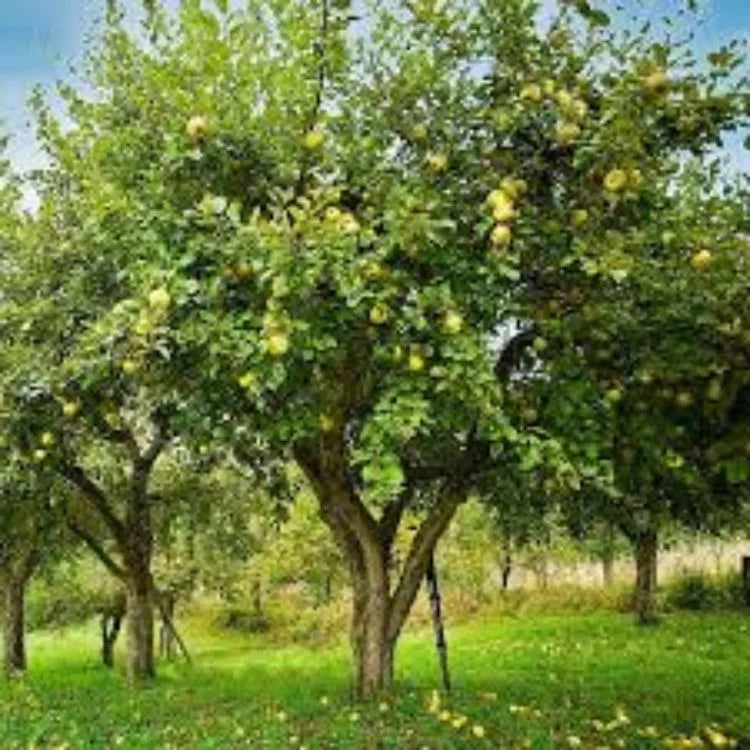 Expert Gardener 3-4 ft. tall Golden Dorsett Apple Live Tree in 7-Gallon Grower Pot