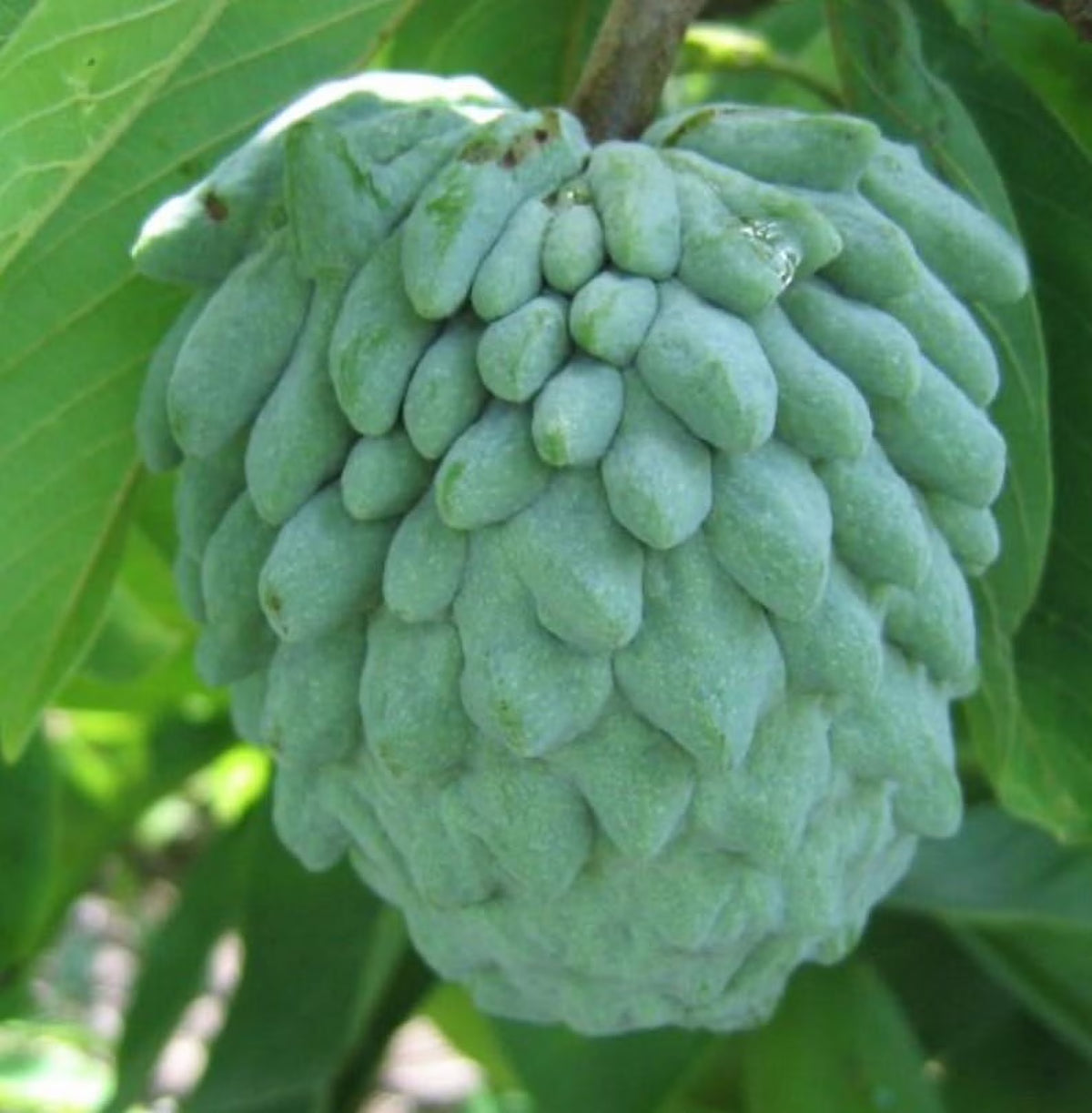 Atemoya TREE GRAFTED . Ships free to all states in 3 gallons pot, 1-2 years to fruit.