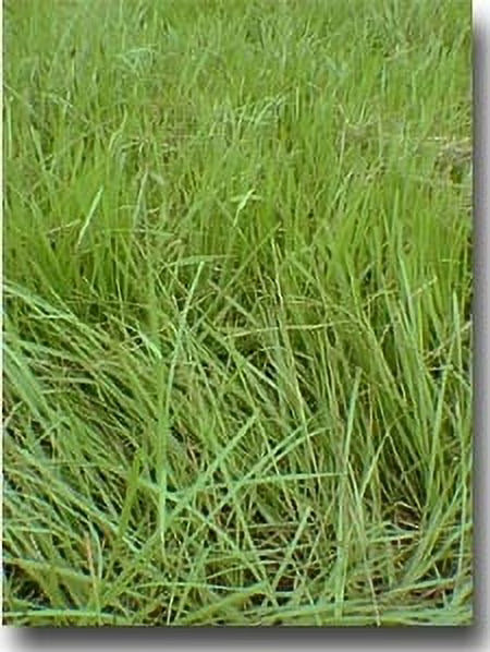 Pensacola Bahia Grass Seed (Coated) - 50 Lbs.