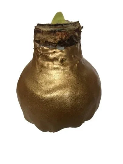 Waxed Amaryllis Bulb Holiday 5 Pack---Five Assorted Waxed Amaryllis Bulbs 28/ 30cm- A Perfect Holiday Gift Bundle!