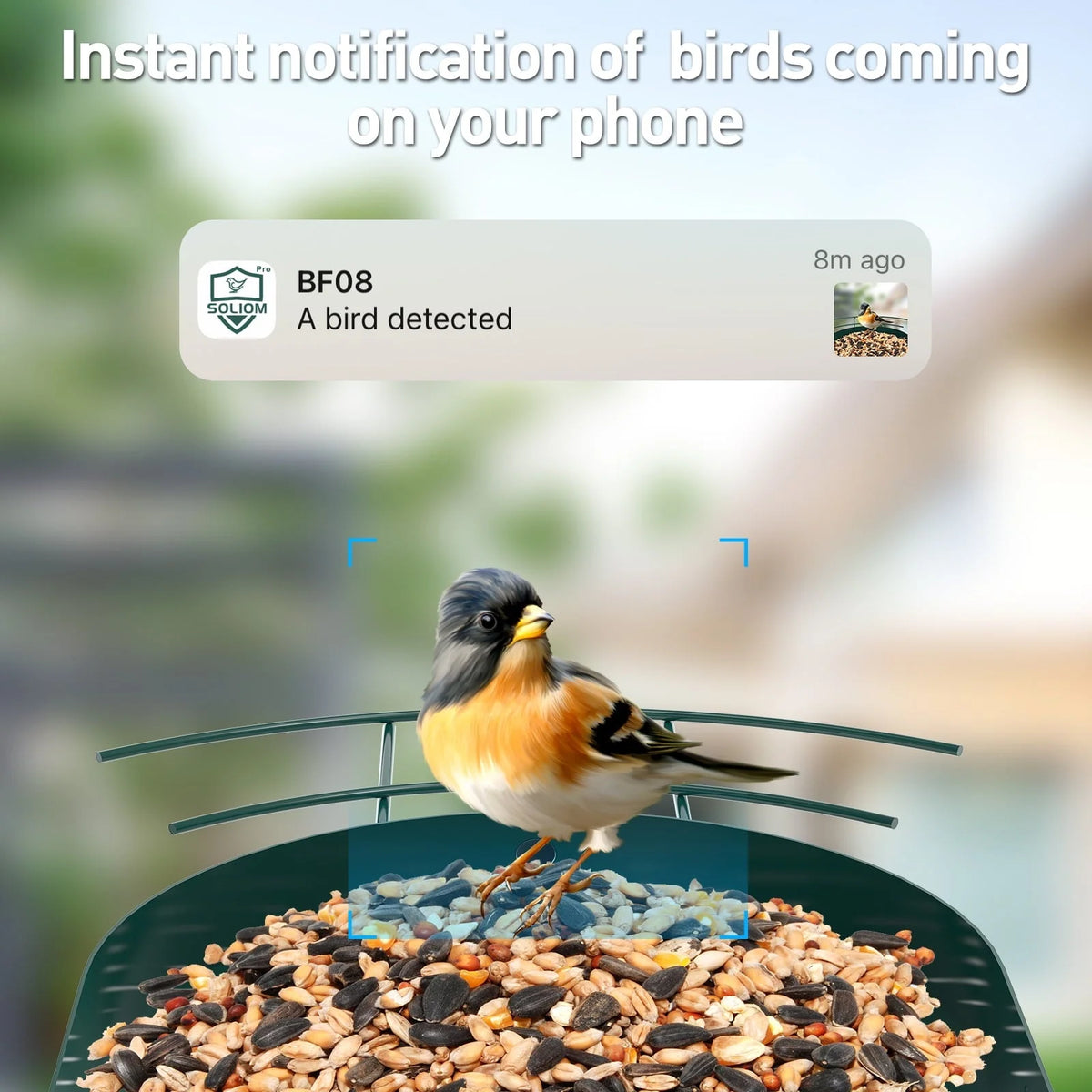 SOLIOM BF08 Smart Bird Feeder Camera with AI Identify Bird Species, Wild Bird Watching Cam, Live View, Instant Notifications, 5W Solar Panel -Metal Case