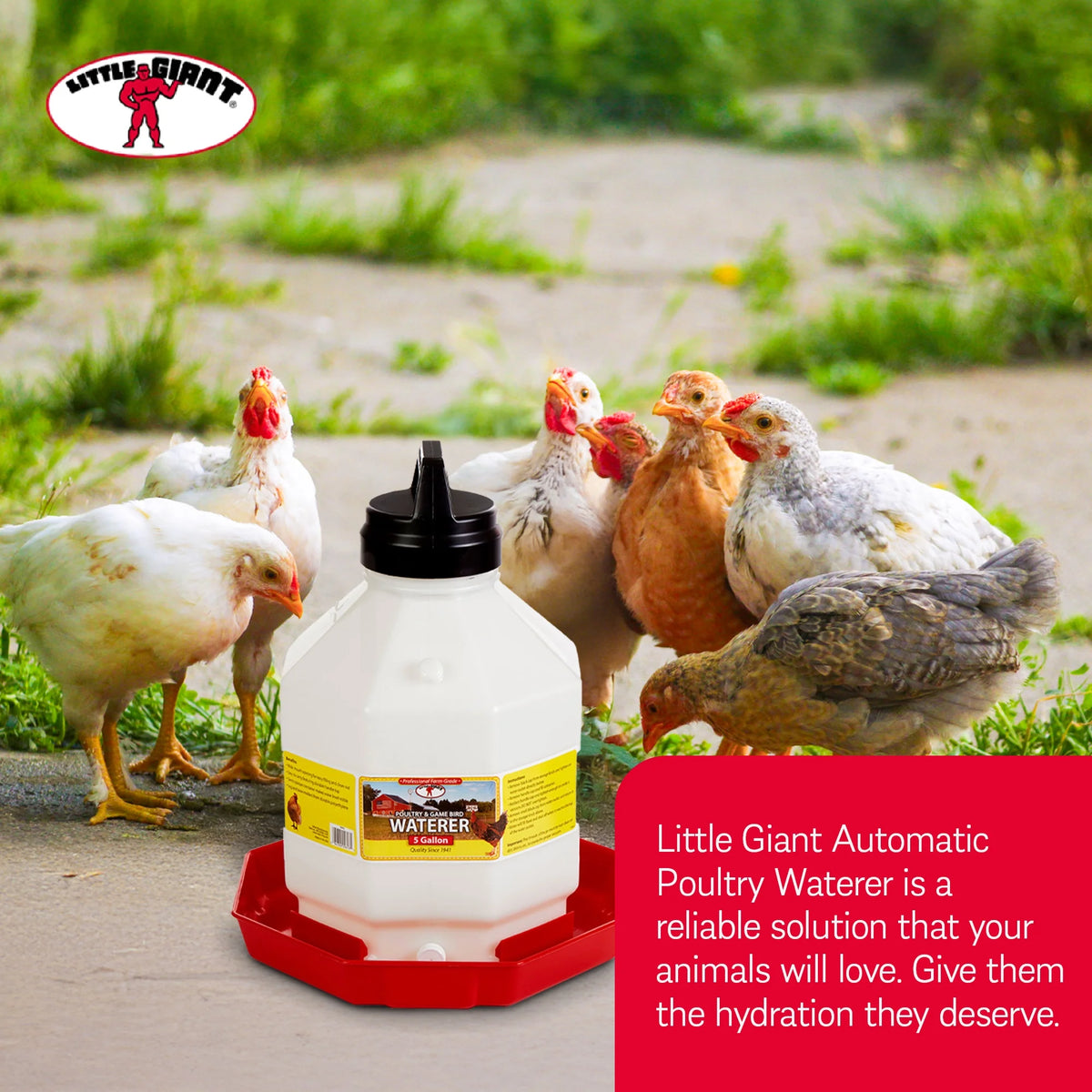Little Giant PPF5 5 Gallon Automatic Poultry Waterer for Chickens, Red (2 Pack)