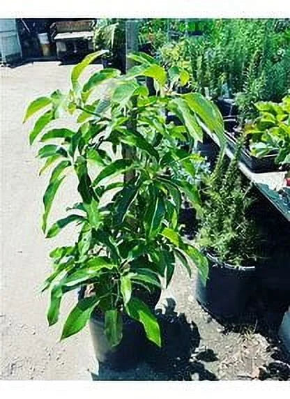 Super hass Avocado Tree Live Avocado Tree GRAFTED 2-4 ft tall. We ship to all states