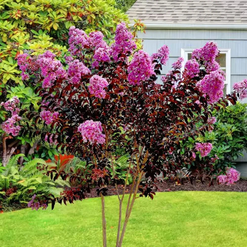 Black Diamond Blooms 3-4 ft. tall Lavender Lace Crape Myrtle Live Tree in 7-Gallon Grower Pot