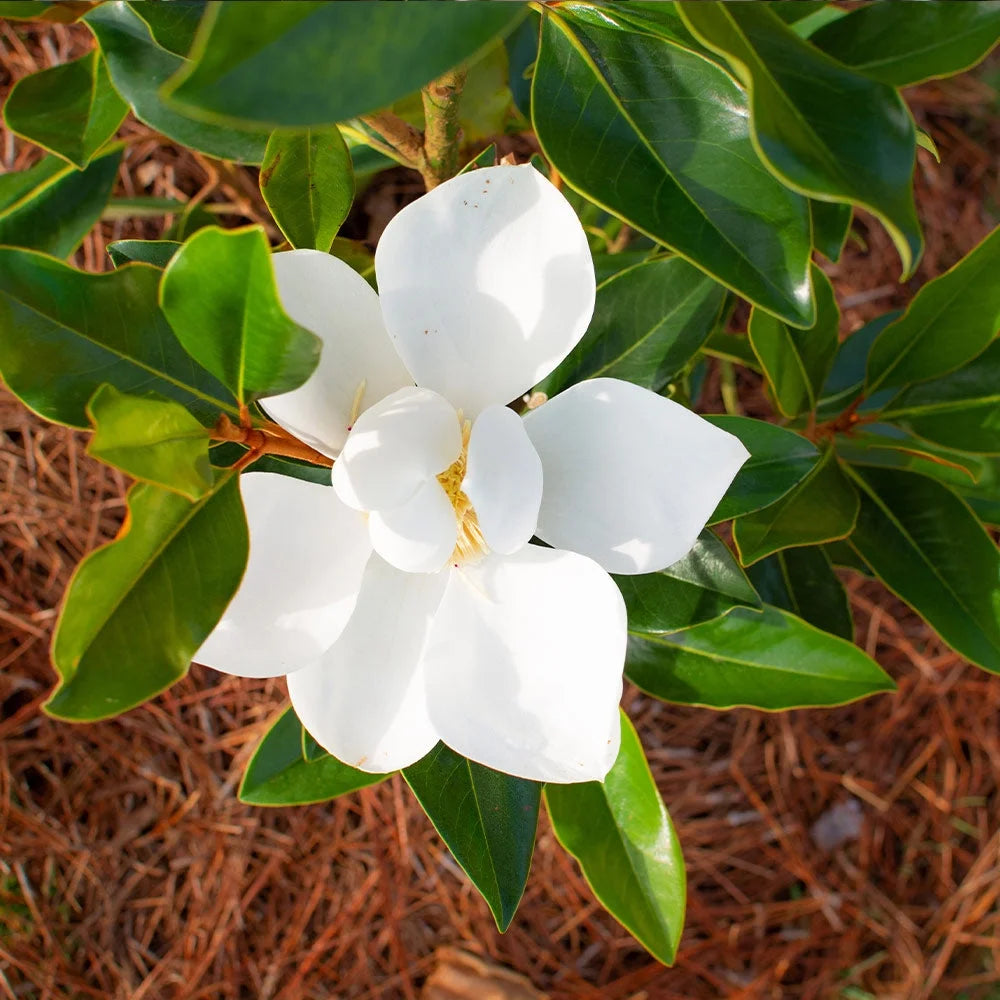 Brighter Blooms - Little Gem Magnolia Tree, 3-4 ft. - No Shipping To AZ,OR