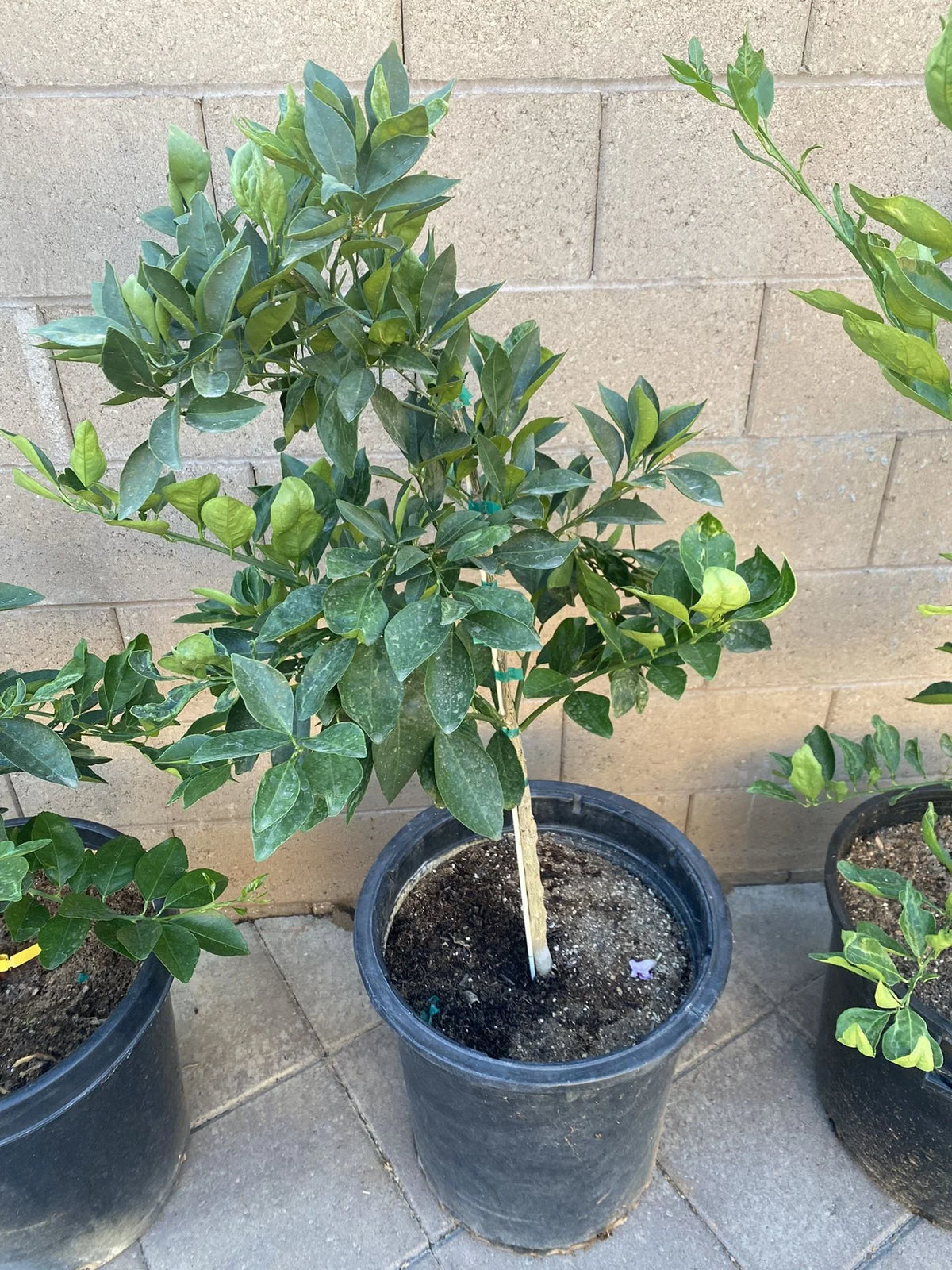 Persian lime tree grafted 1.5-3 ft. Ship to all states