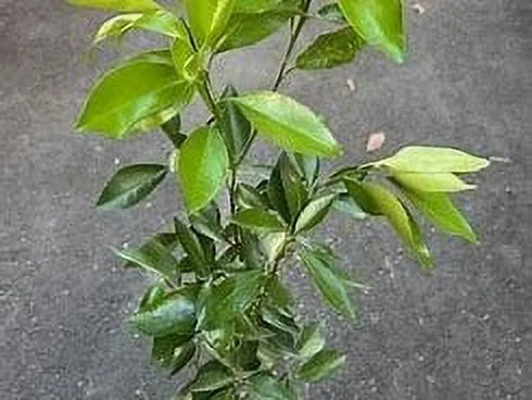 Persian lime tree grafted 1.5-3 ft. Ship to all states