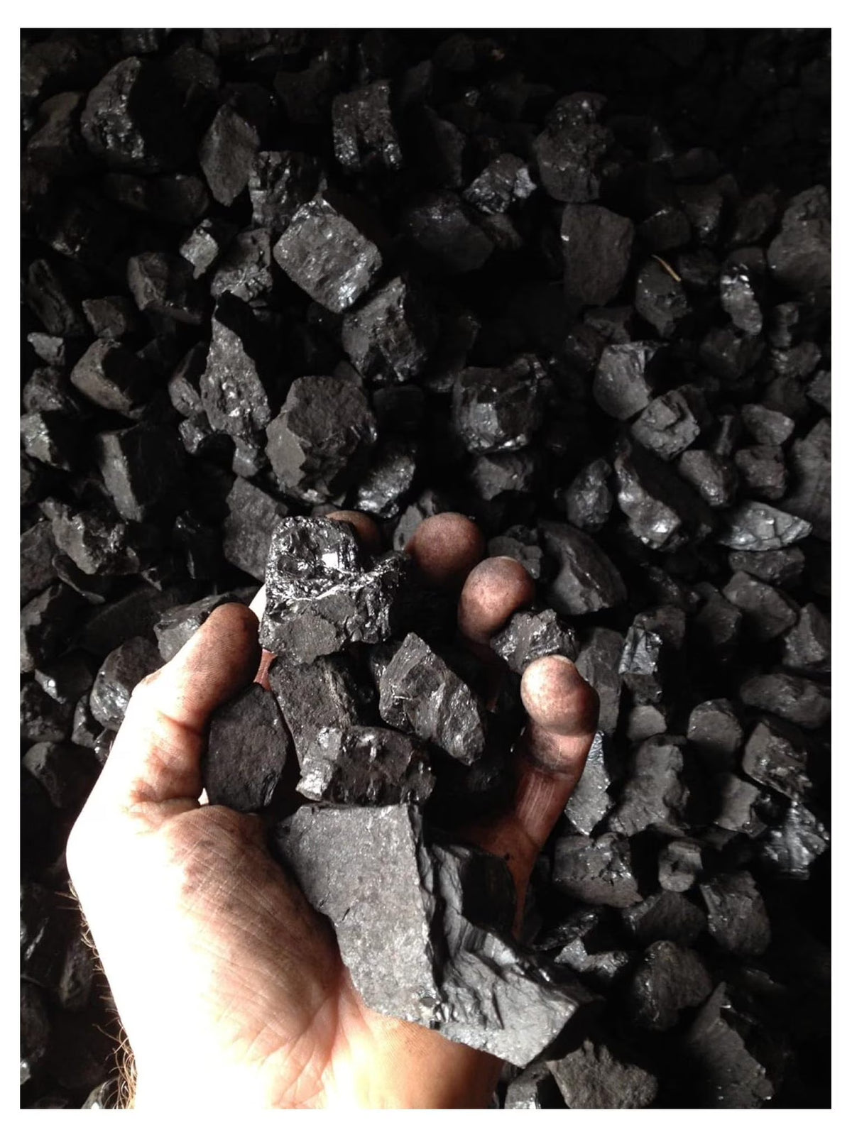 Bituminous Coal 50lbs