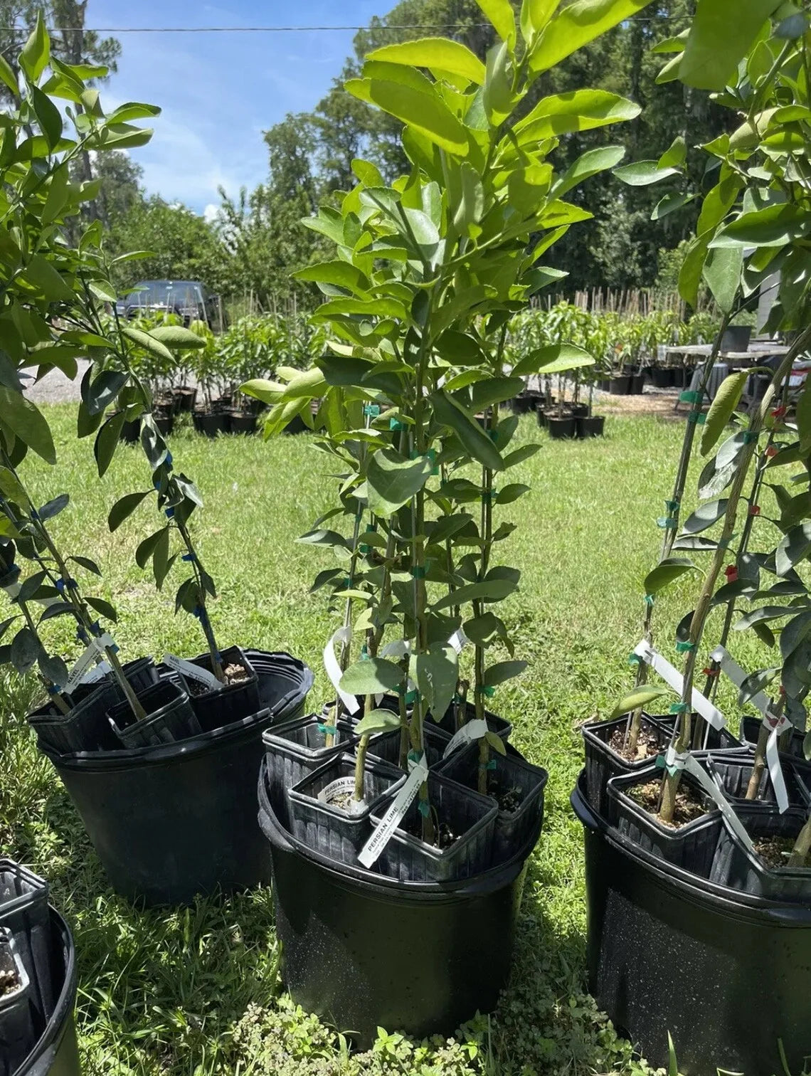 Persian lime tree grafted 1.5-3 ft. Ship to all states