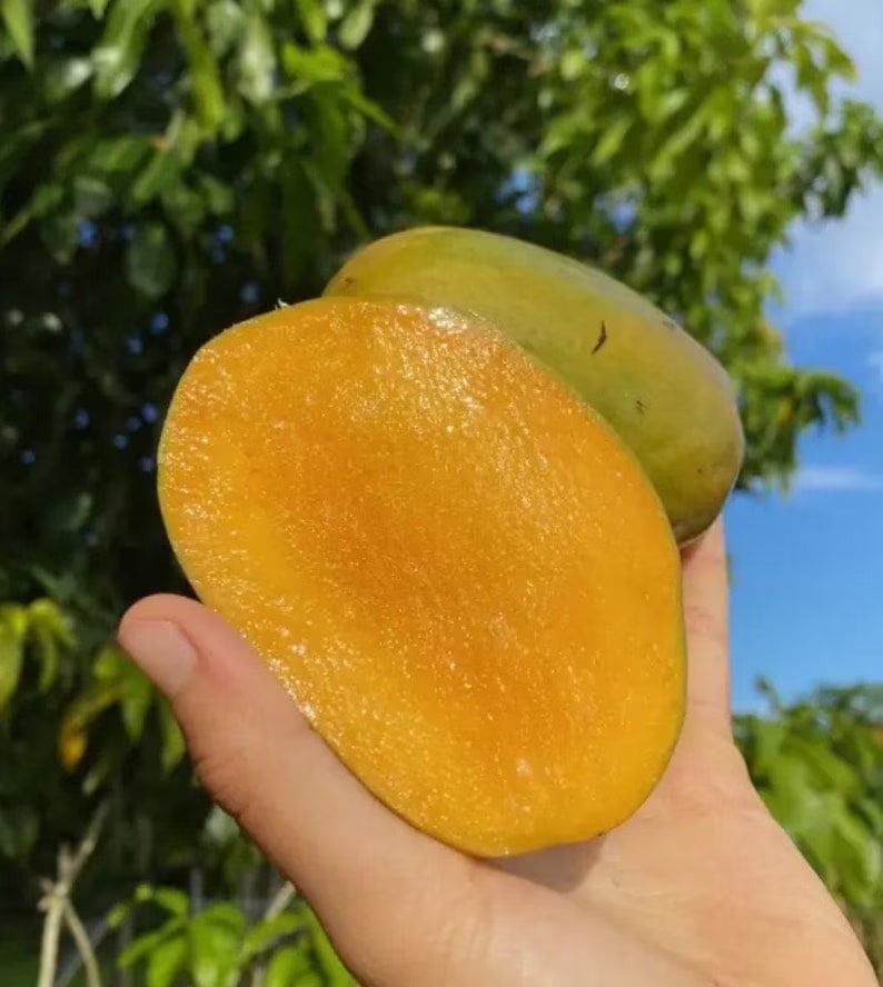 Julie Dwarf (Juliette) mango tree Grafted. Ship To all states