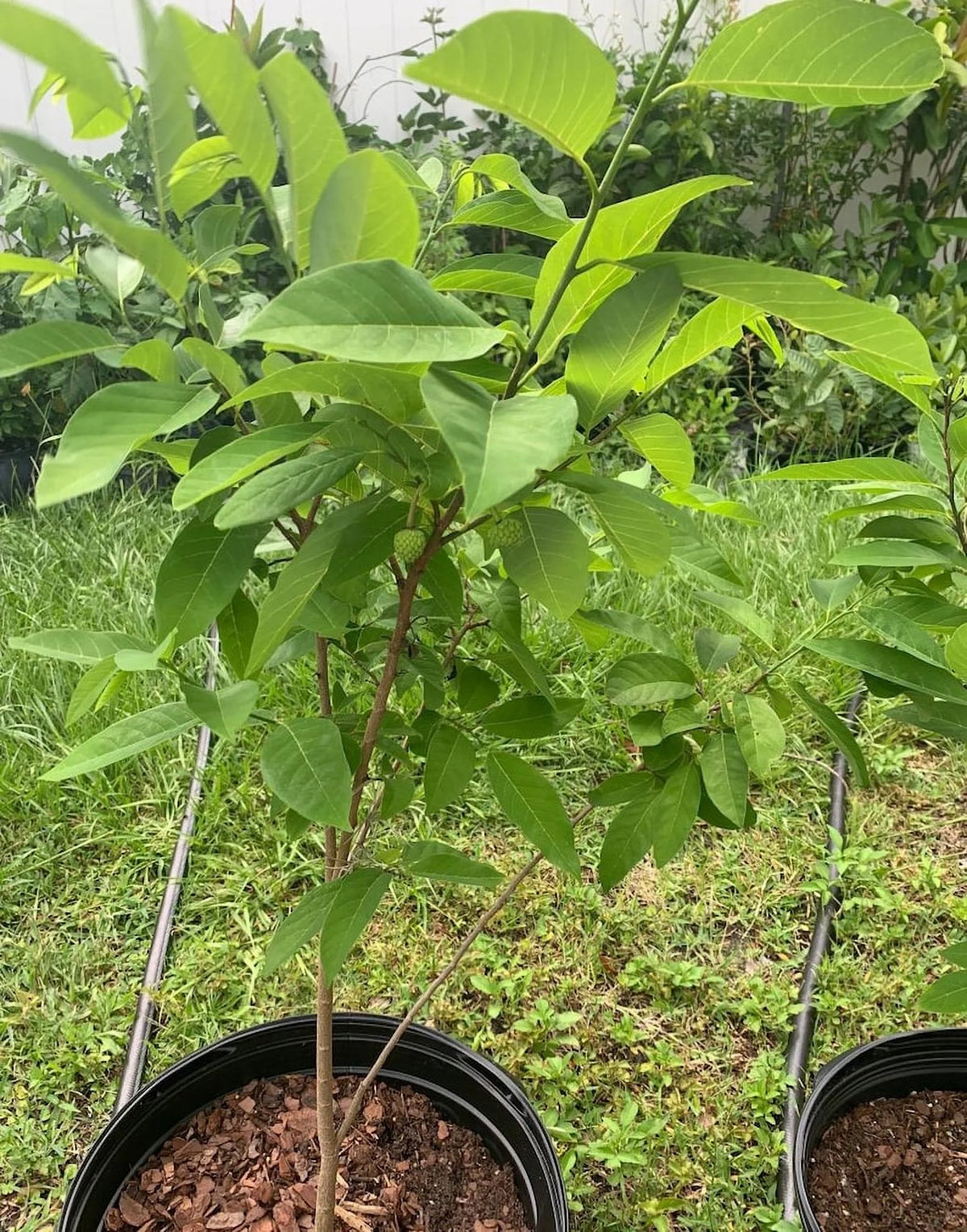 Atemoya TREE GRAFTED . Ships free to all states in 3 gallons pot, 1-2 years to fruit.